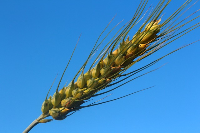 lůas pšenice